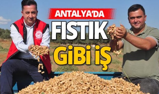 Antalya'da 'fıstık' gibi işe rağbet artıyor