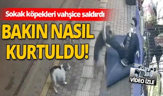 Antalya'da sokak köpekleri saldırdı! O anlar kameraya yansıdı...