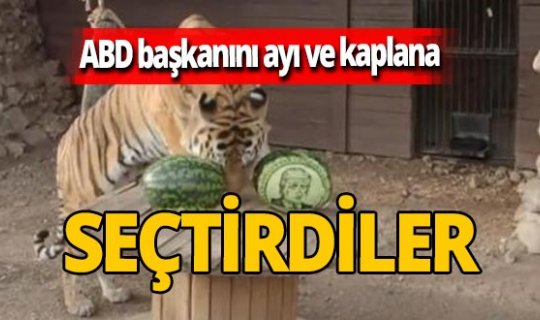 Ayı ve kaplan ABD'deki seçimler için kehanette bulundu!
