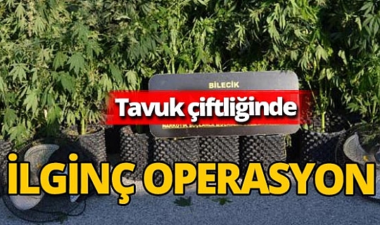 Bilecik'teki bir tavuk çiftliğinde 115 kök skunk maddesi ele geçirildi
