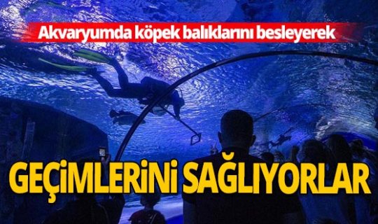 Ekmek parası için köpek balıklarını besliyorlar
