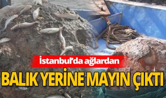İstanbul'da balıkçıların ağına takıldı! Paniğe yol açtı