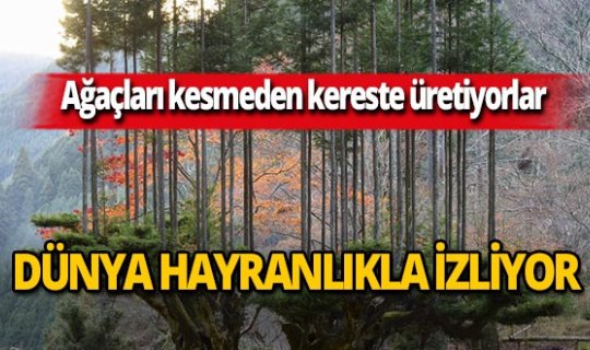 Japonya'da ağaçları kesmeden kereste üretiyorlar