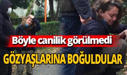 Kocaeli'nde 'Sokak köpekleri uyuşturucu iğneyle telef edildi' iddiası