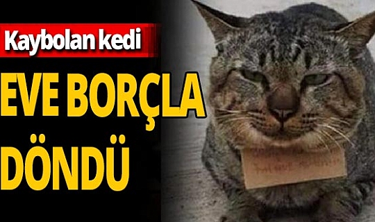 Tayland’da kaybolan kedi ‘borçlu’ şekilde sahibine döndü