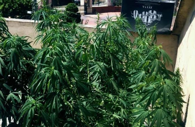Antalya'da evin çatısına baskın! Hepsi aramada ele geçirildi