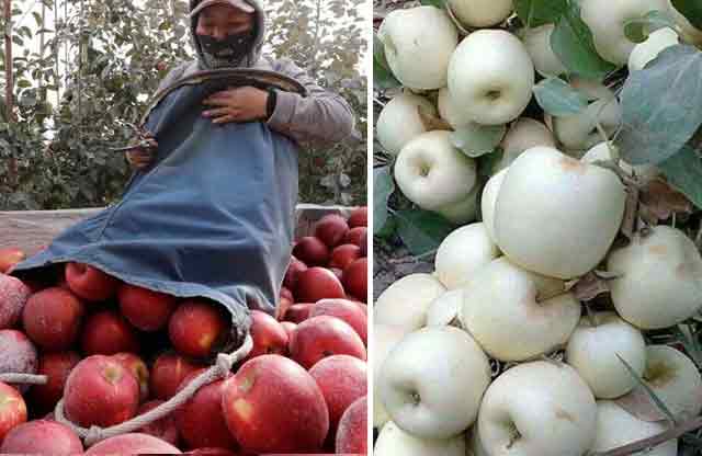 Dünyayı saran iki yeni lezzet! Antalya'da üretiliyor! Buzdolabında tam 12 ay taze kalıyor!