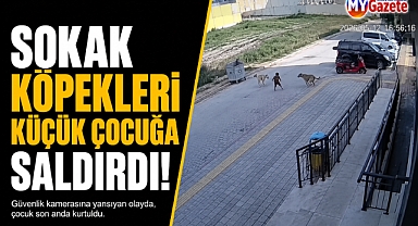Hatay'da korku dolu anlar! Sokak köpeklerinden kaçan çocuk kamerada